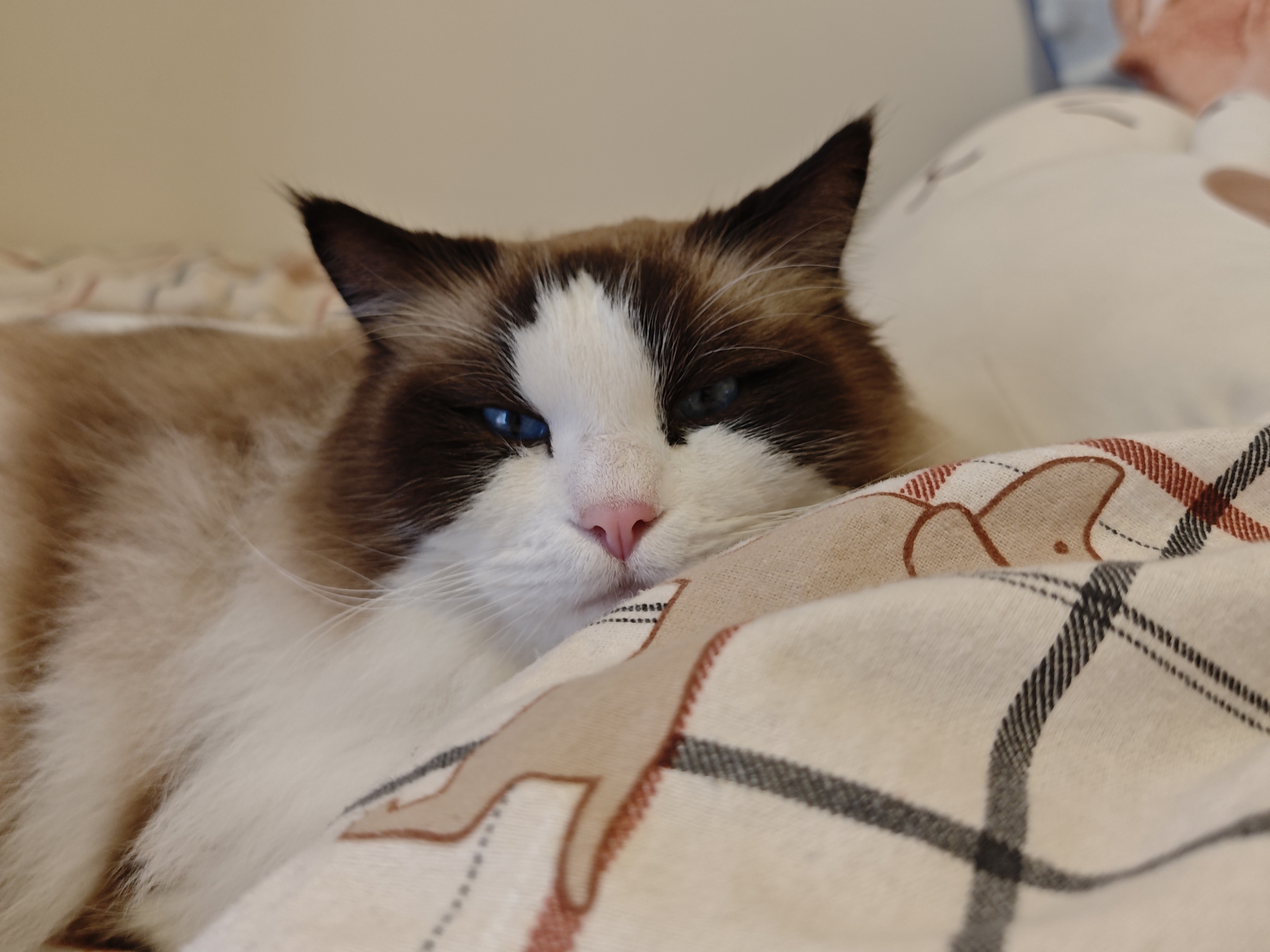 Mr Bed Chiller