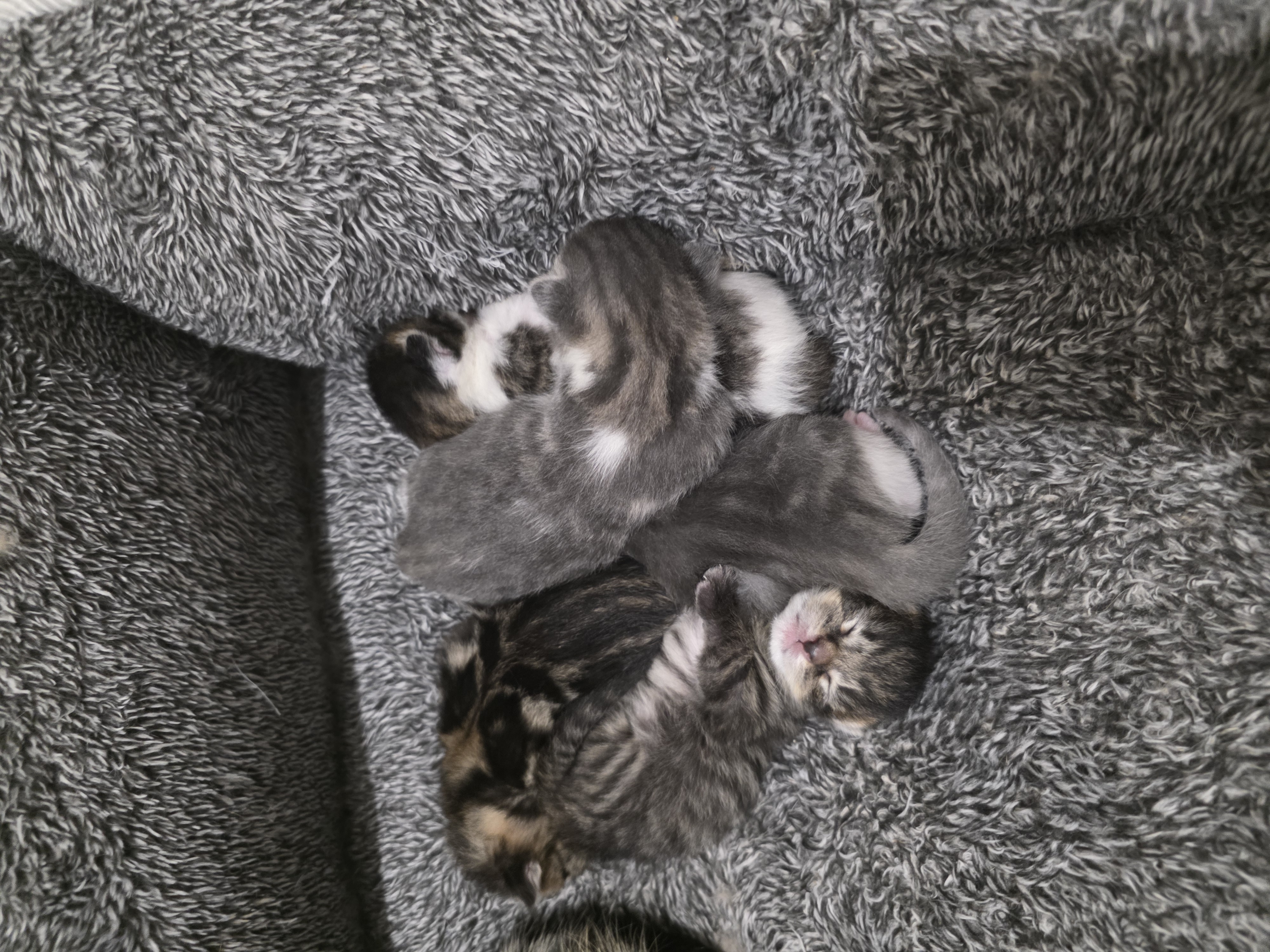 Lil Guys