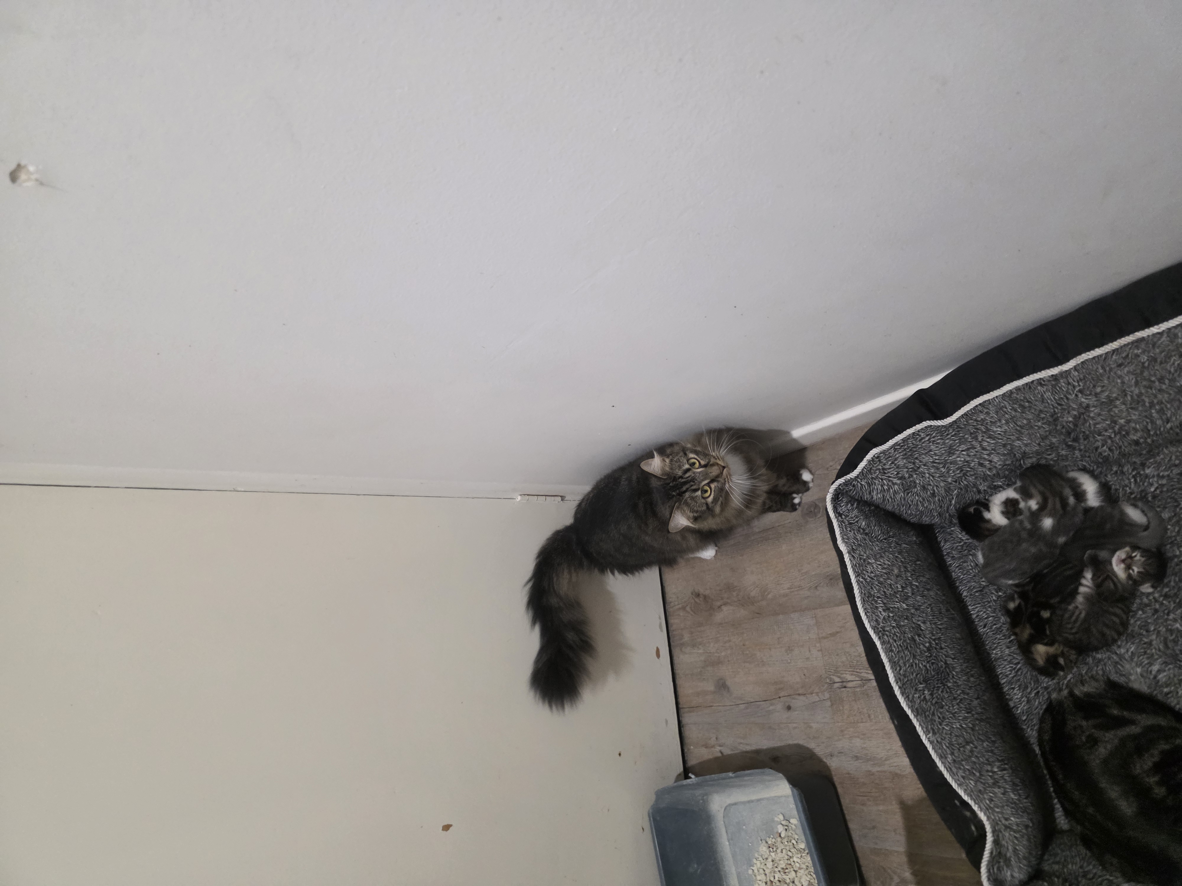 Luna the skunk