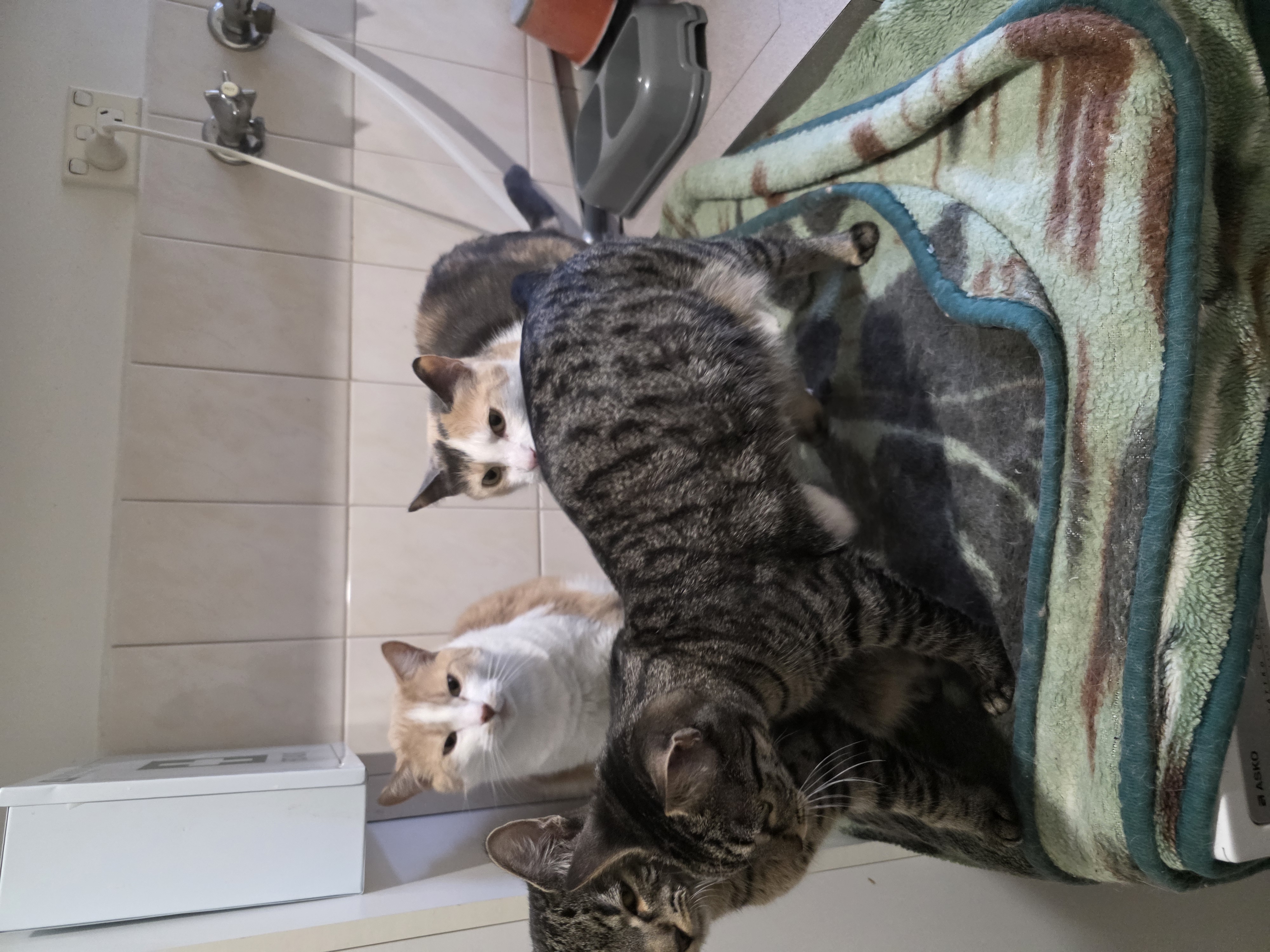 4 cats 